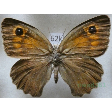 Maniola telmessia (Zeller, 1847) female Turkey62k